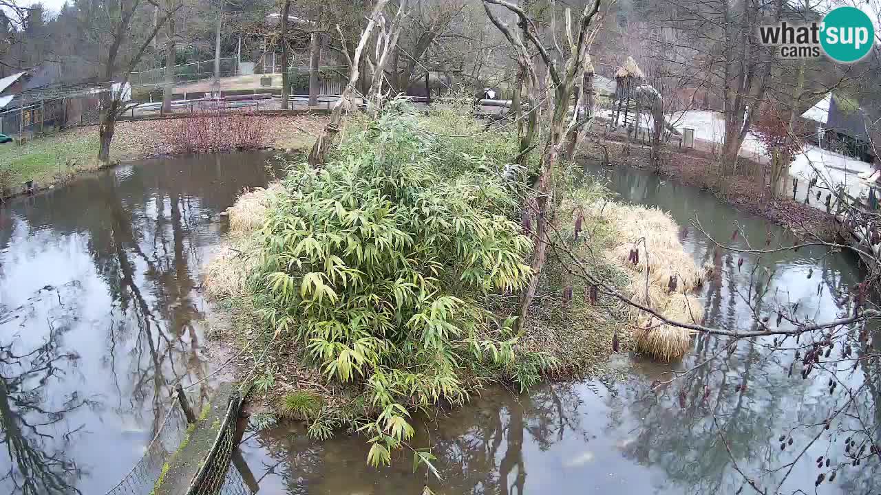 Yellow-cheeked gibbon Zoo Ljubljana livecam