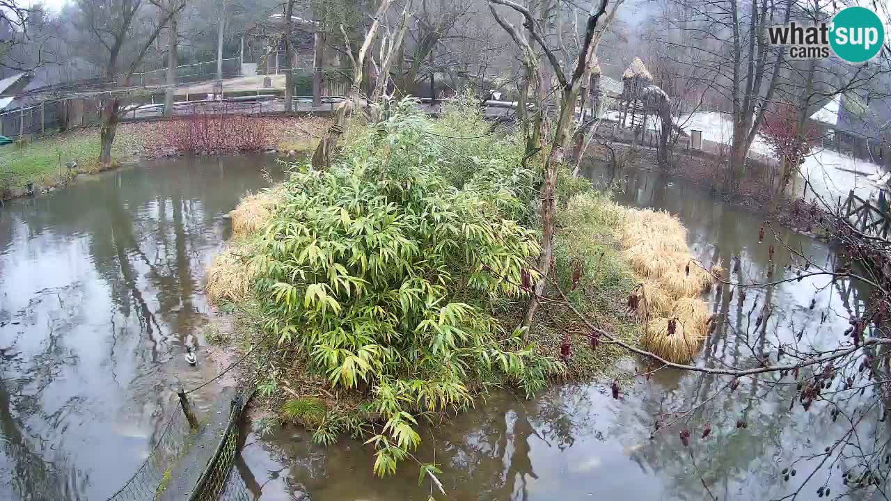 Südlicher Gelbwangen-Schopfgibbon Zoo Ljubljana webcam