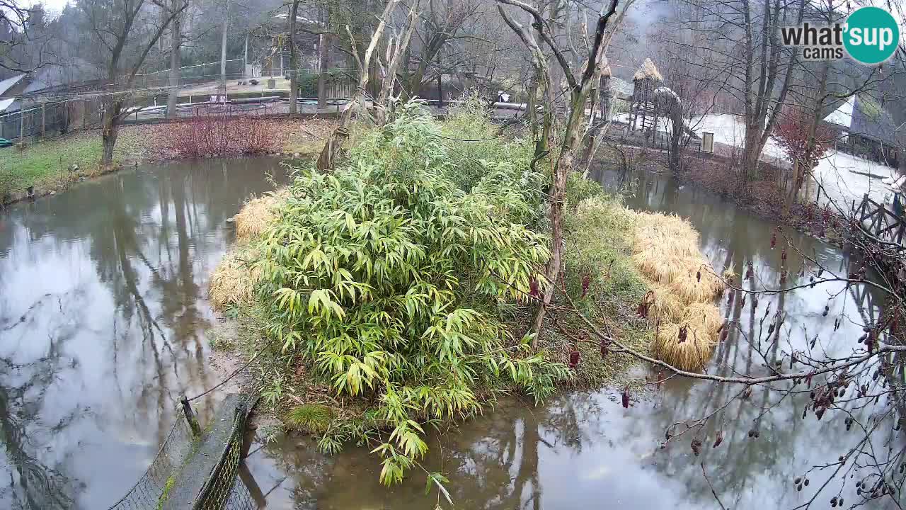 Gibbon à joues jaunes Zoo Ljubljana live cam