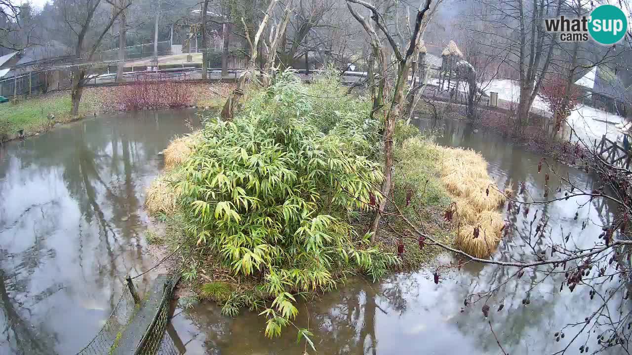 Südlicher Gelbwangen-Schopfgibbon Zoo Ljubljana webcam