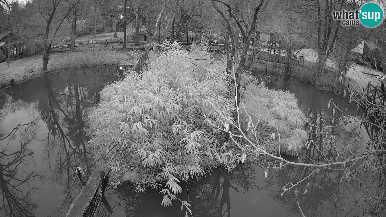 Yellow-cheeked gibbon Zoo Ljubljana livecam