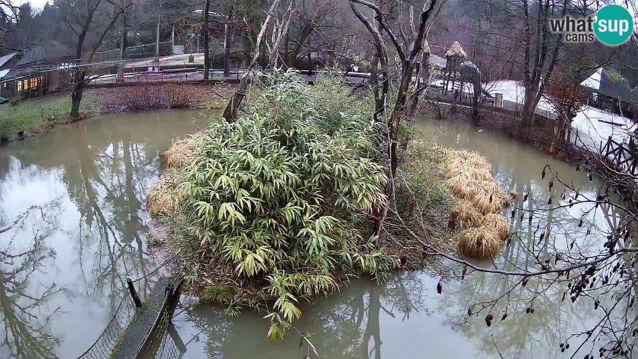 Gibbon à joues jaunes Zoo Ljubljana live cam