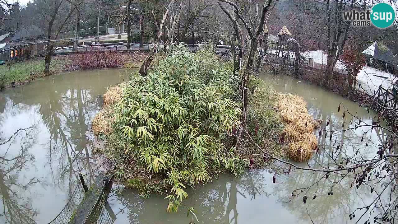 Gibbon à joues jaunes Zoo Ljubljana live cam