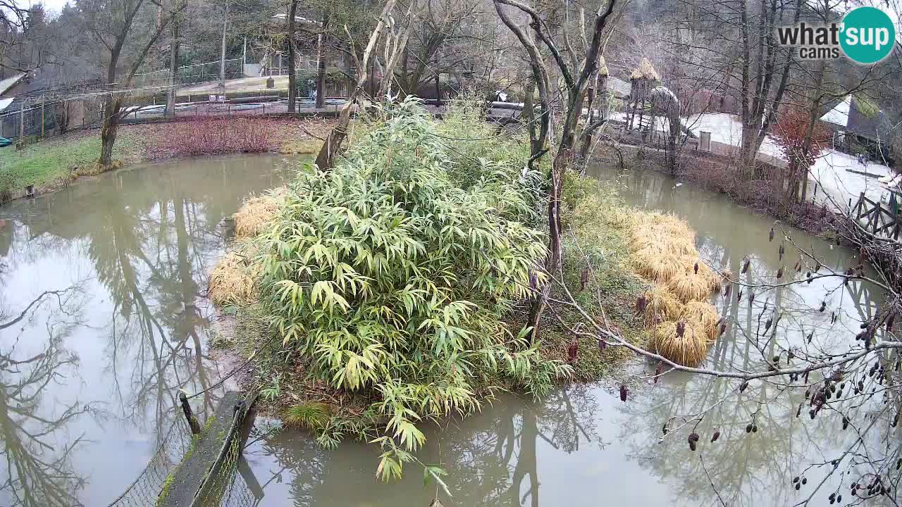 Gibon – Nomascus gabriellae – Zoo Ljubljana web kamera