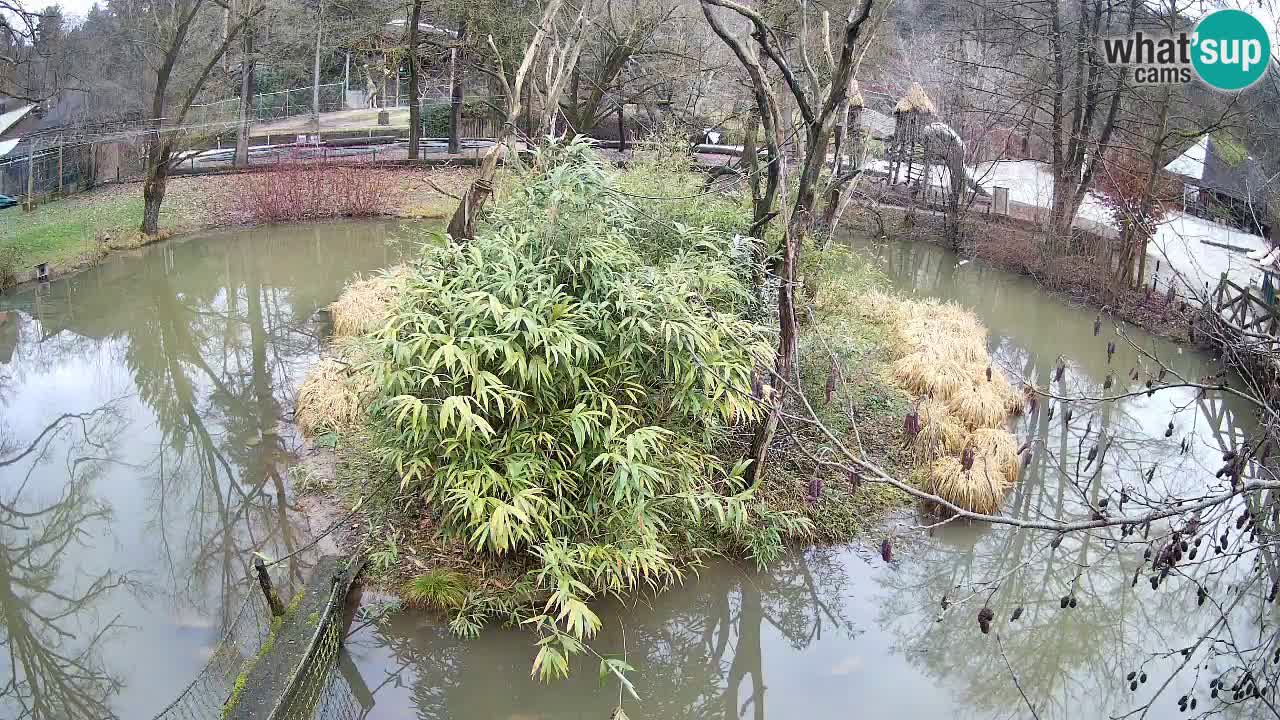 Gibon – Nomascus gabriellae – Zoo Ljubljana web kamera