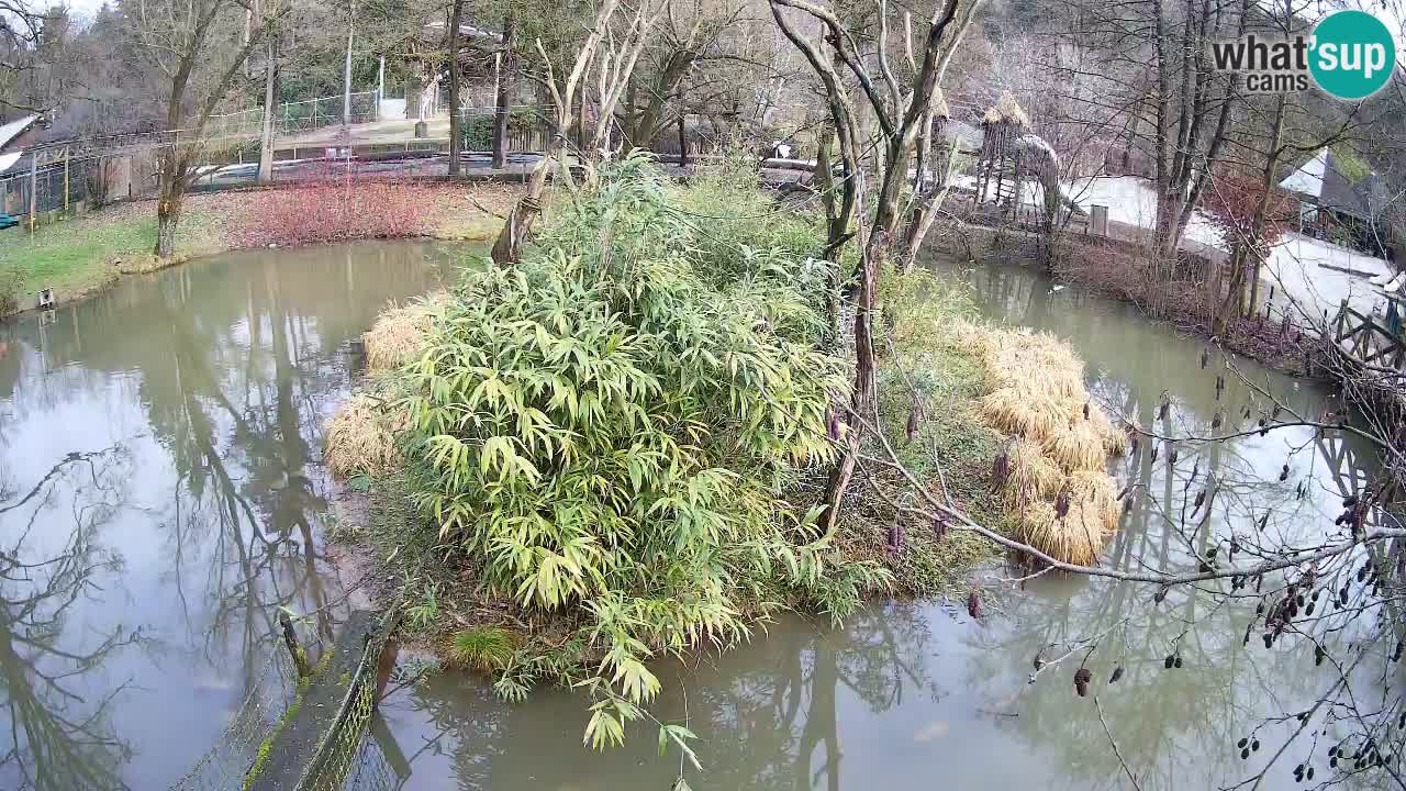 Gibón de mejillas beige Zoo Ljubljana