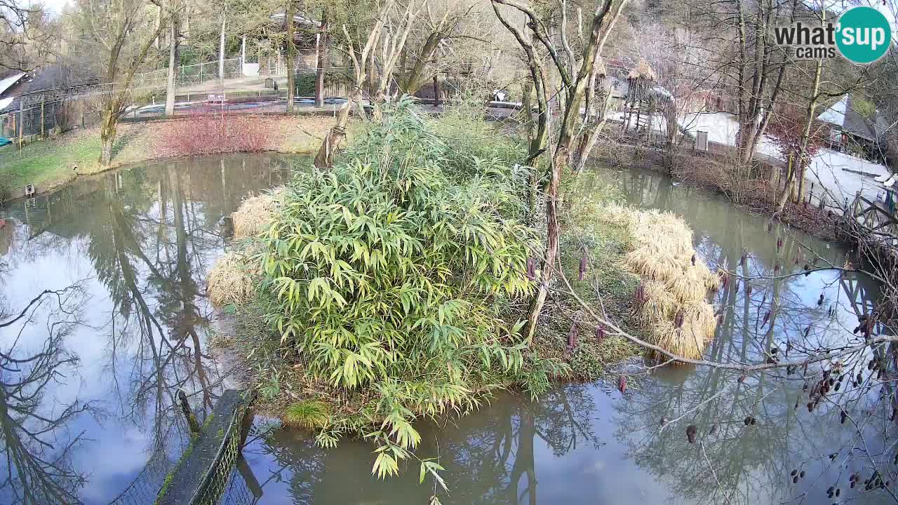 Gibon – Nomascus gabriellae – Zoo Ljubljana web kamera