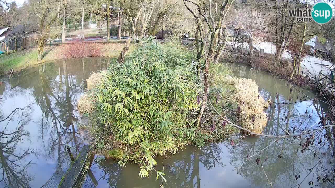 Gibbon à joues jaunes Zoo Ljubljana live cam