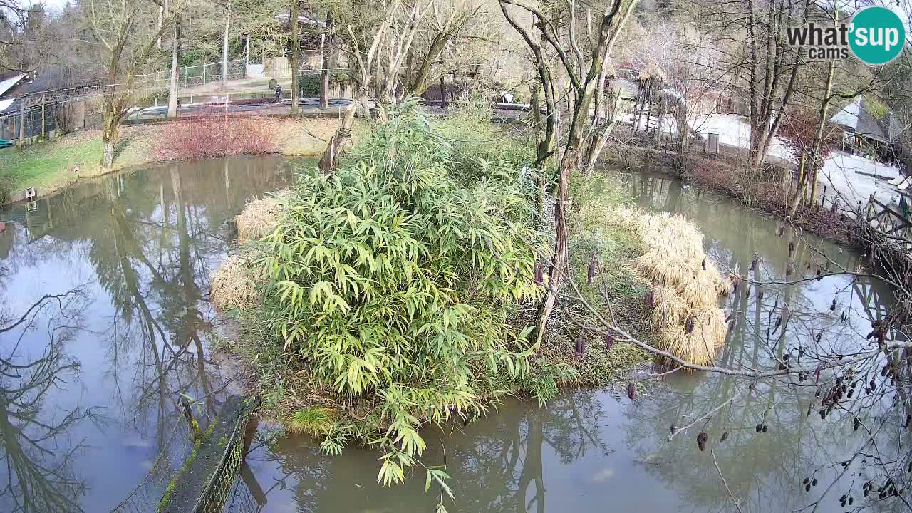 Gibbone dalle guance rosa nello ZOO di Ljubljana