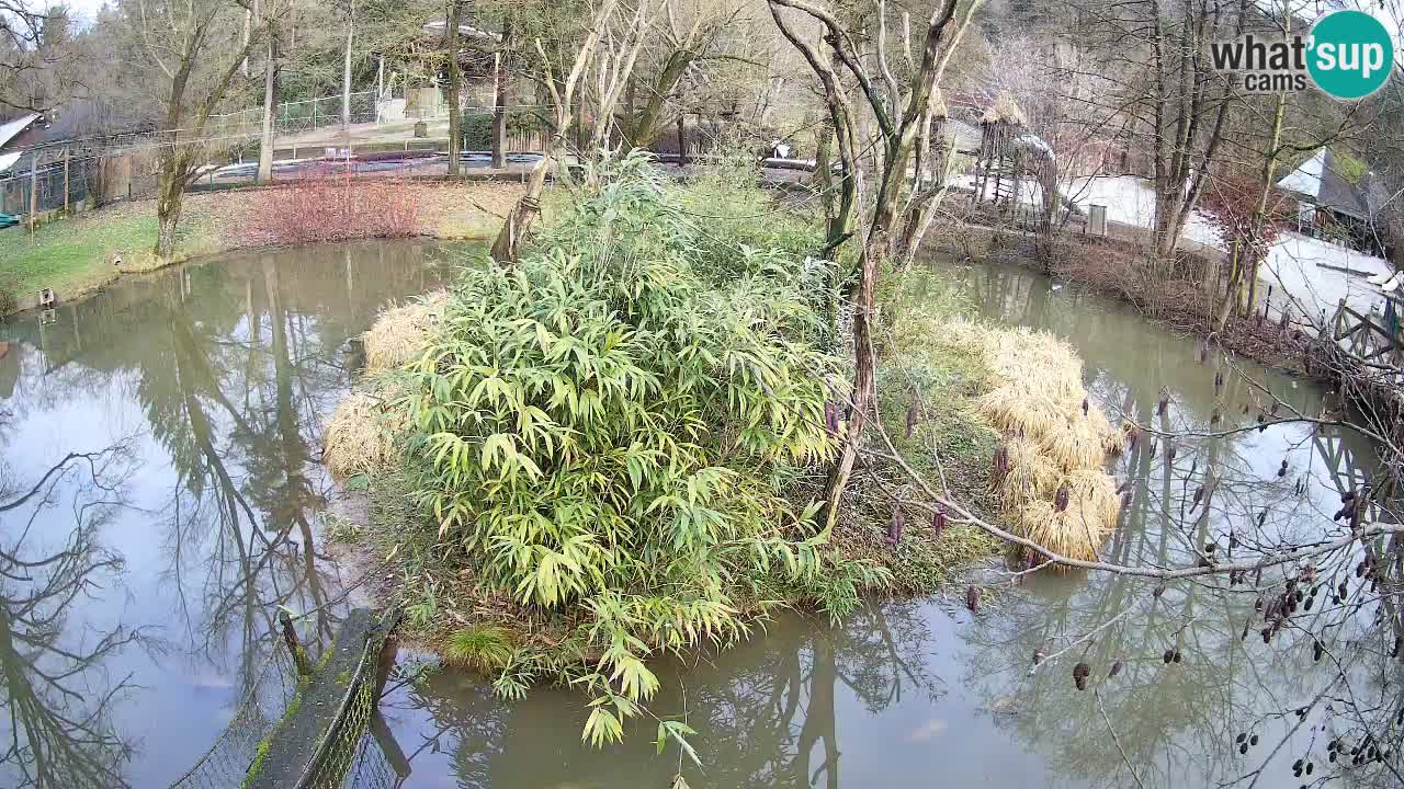 Gibbon à joues jaunes Zoo Ljubljana live cam