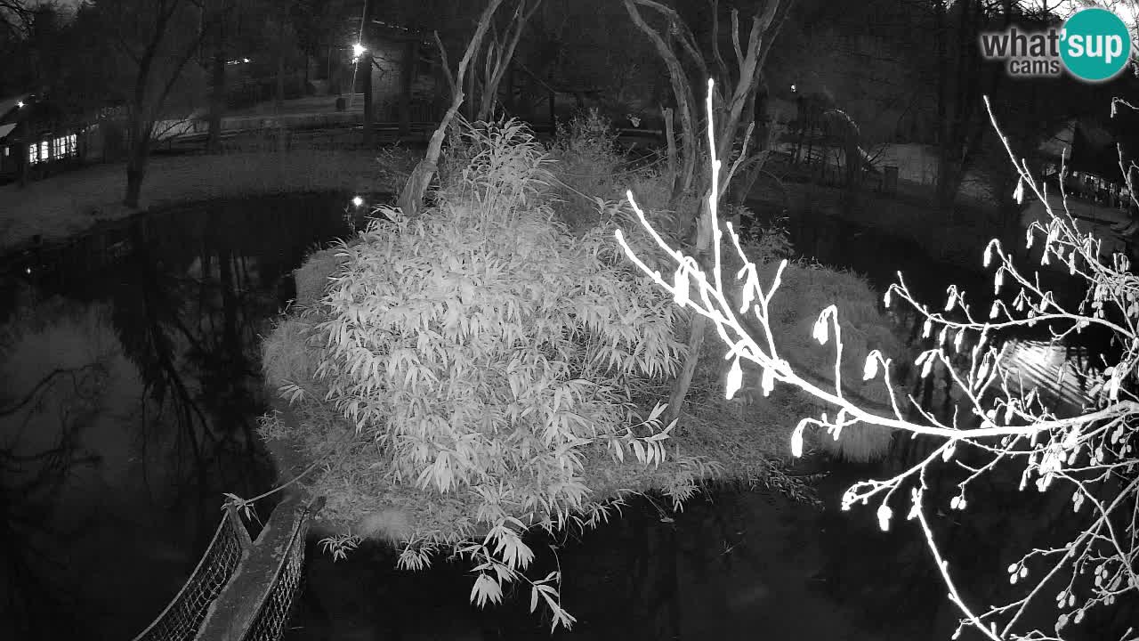 Gibbon à joues jaunes Zoo Ljubljana live cam