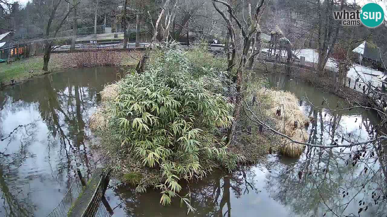 Südlicher Gelbwangen-Schopfgibbon Zoo Ljubljana webcam