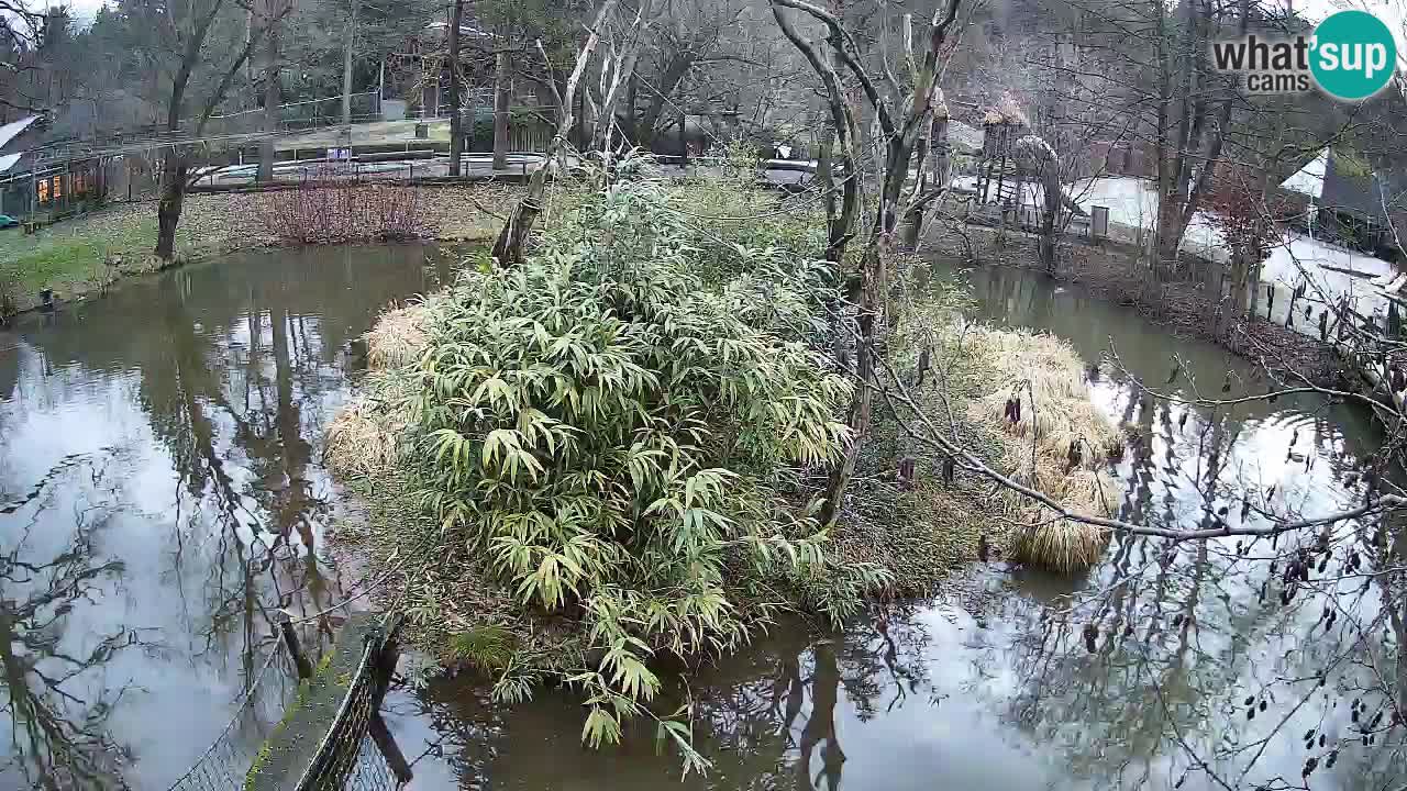 Südlicher Gelbwangen-Schopfgibbon Zoo Ljubljana webcam