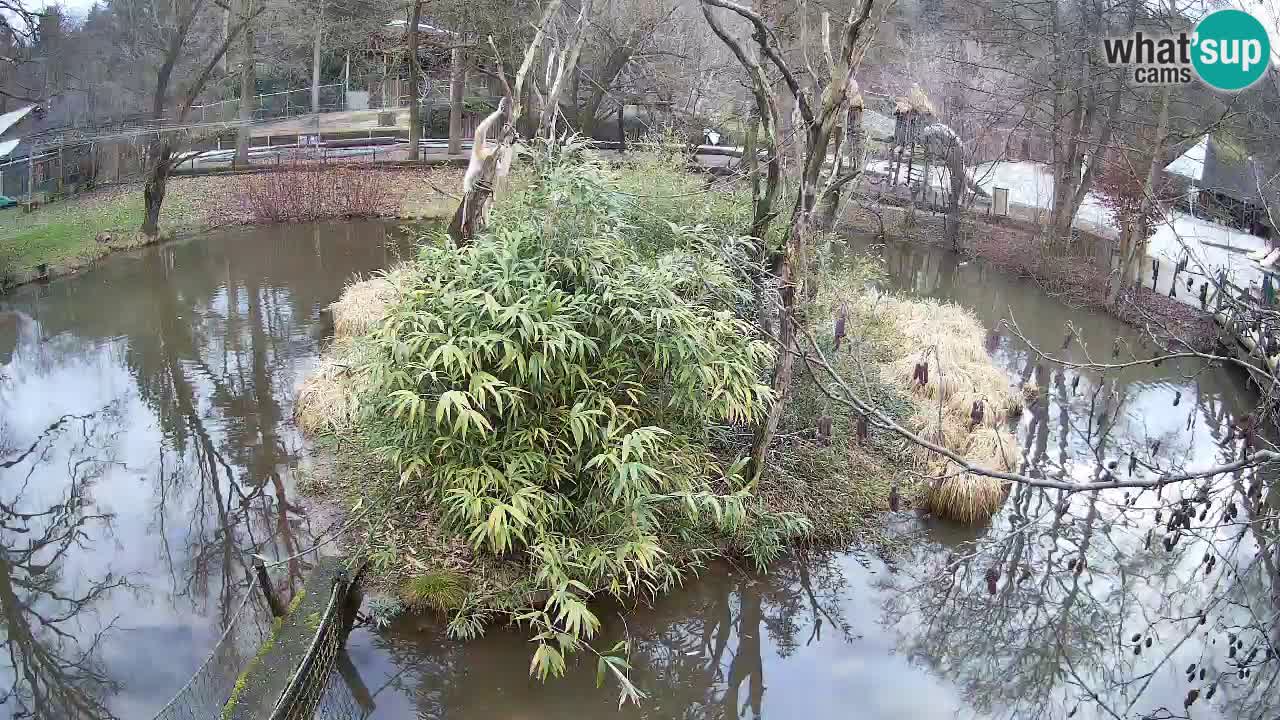 Südlicher Gelbwangen-Schopfgibbon Zoo Ljubljana webcam