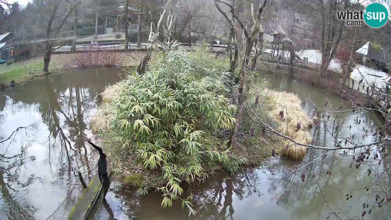 Gibbon à joues jaunes Zoo Ljubljana live cam