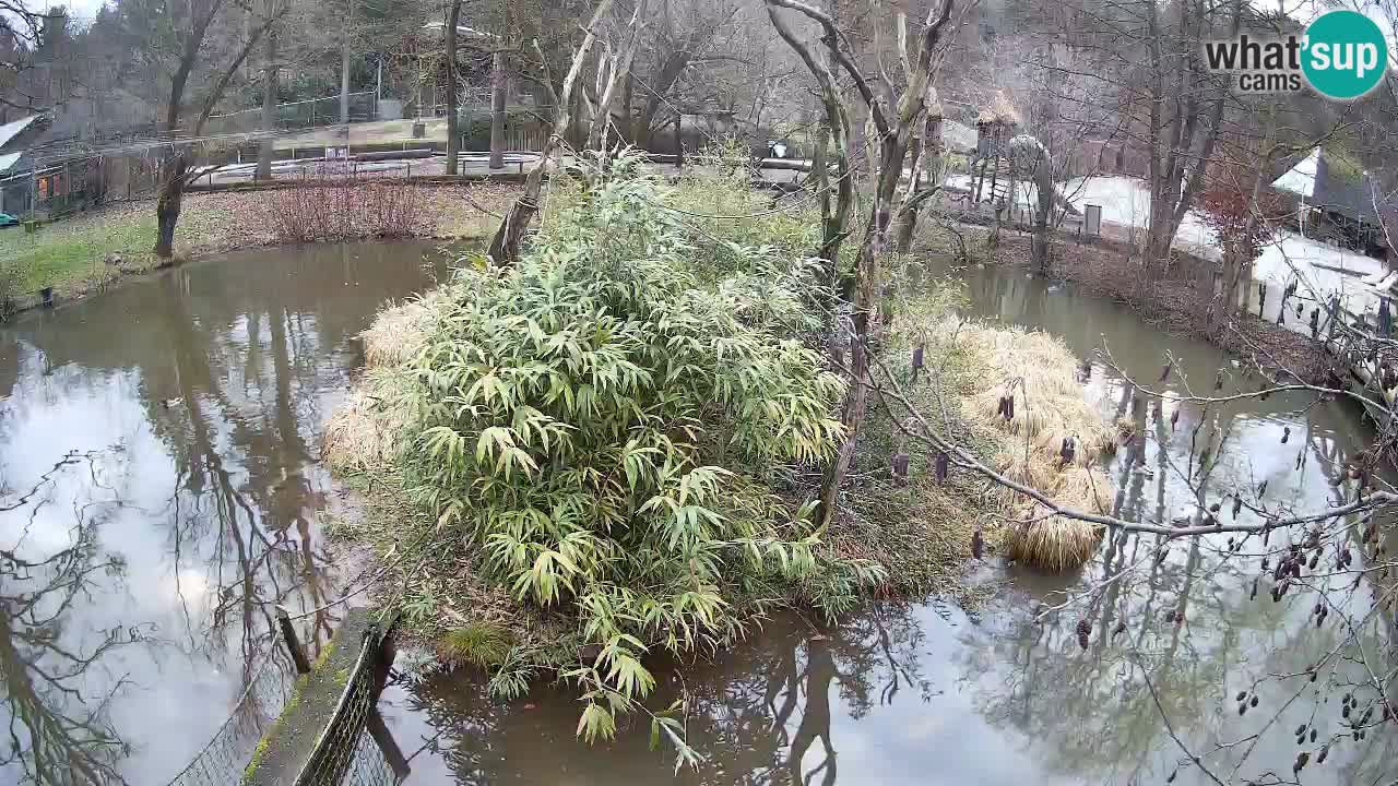 Gibbon à joues jaunes Zoo Ljubljana live cam