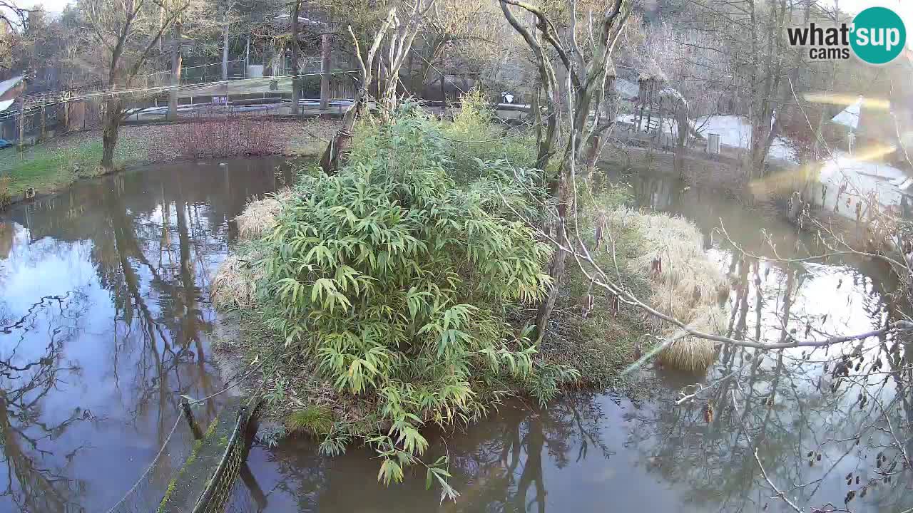 Gibon – Nomascus gabriellae – Zoo Ljubljana web kamera