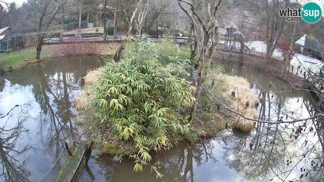 Südlicher Gelbwangen-Schopfgibbon Zoo Ljubljana webcam