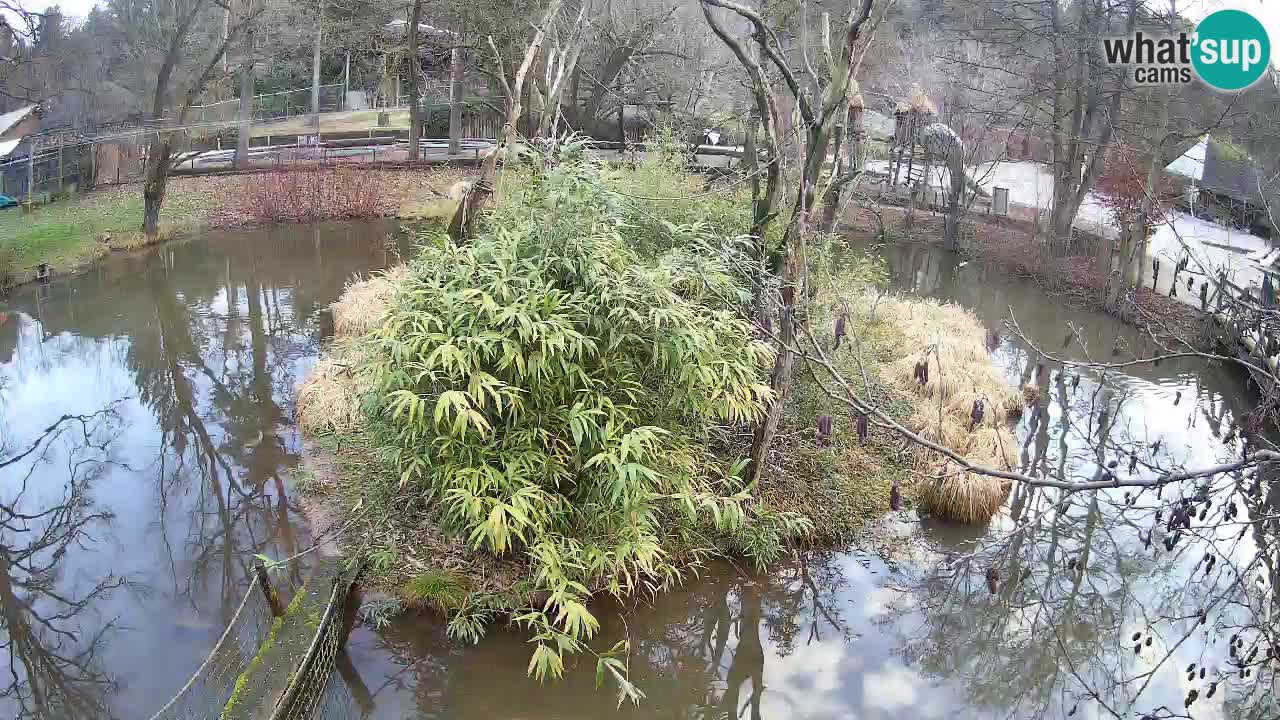 Südlicher Gelbwangen-Schopfgibbon Zoo Ljubljana webcam