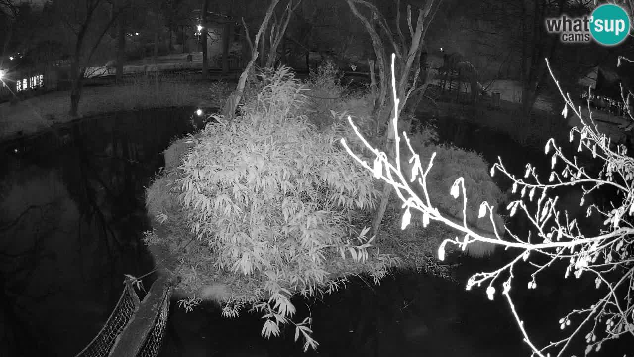 Gibbon à joues jaunes Zoo Ljubljana live cam