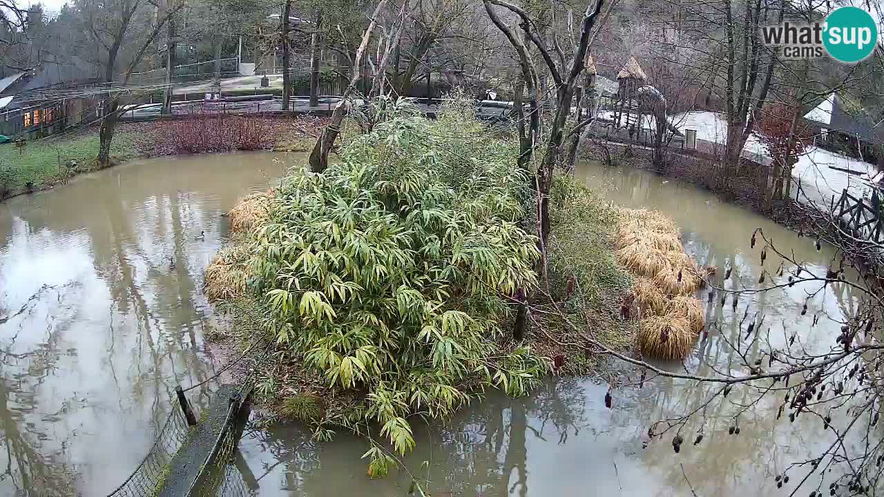 Gibbon à joues jaunes Zoo Ljubljana live cam