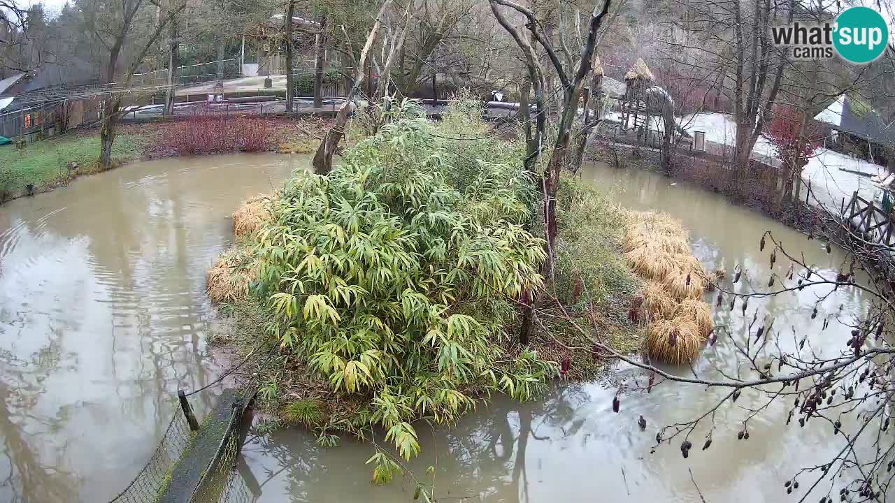 Yellow-cheeked gibbon Zoo Ljubljana livecam