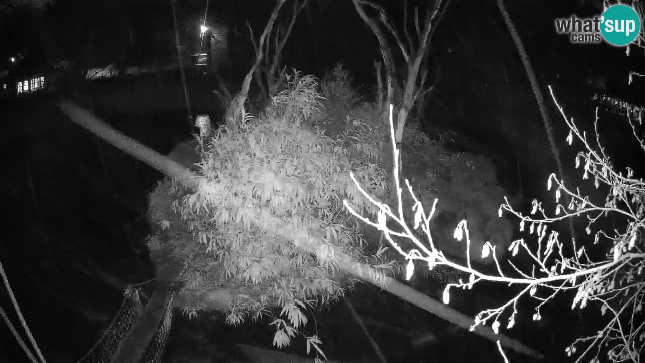 Südlicher Gelbwangen-Schopfgibbon Zoo Ljubljana webcam