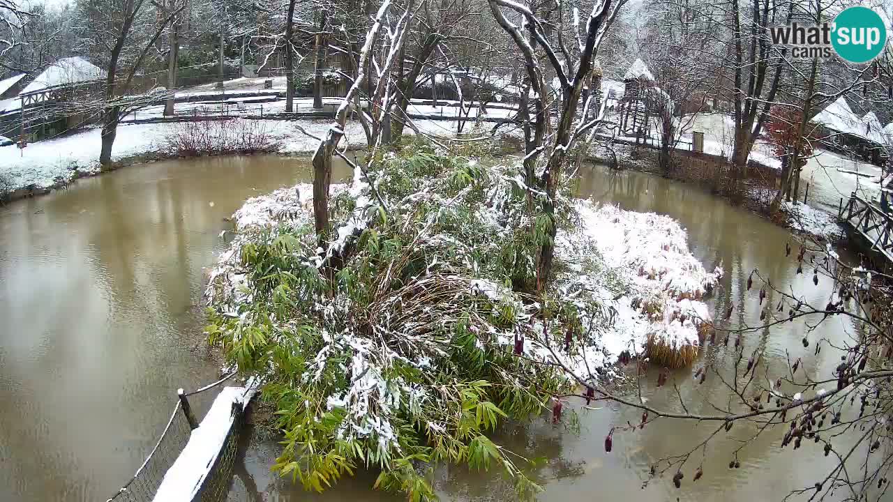 Südlicher Gelbwangen-Schopfgibbon Zoo Ljubljana webcam