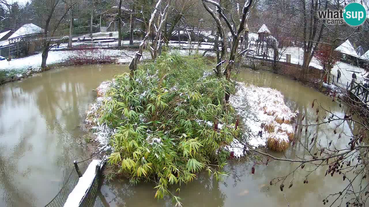 Südlicher Gelbwangen-Schopfgibbon Zoo Ljubljana webcam