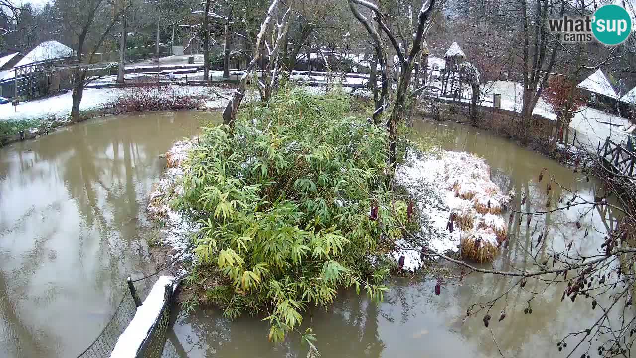 Südlicher Gelbwangen-Schopfgibbon Zoo Ljubljana webcam