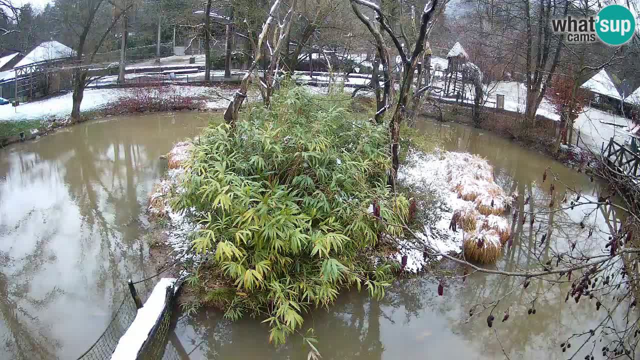 Gibbon à joues jaunes Zoo Ljubljana live cam