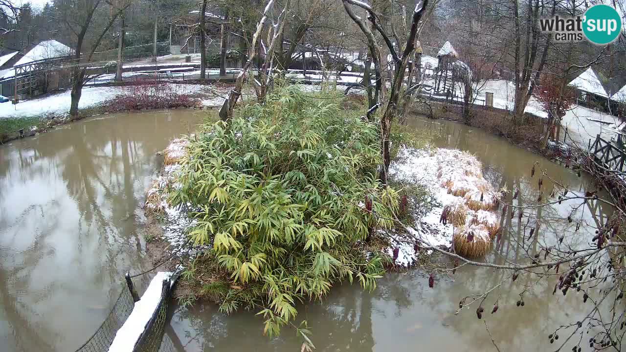 Gibón de mejillas beige Zoo Ljubljana