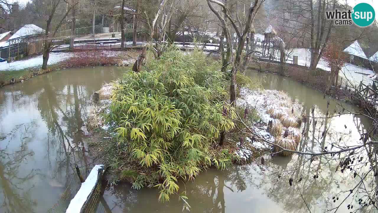 Gibbon à joues jaunes Zoo Ljubljana live cam