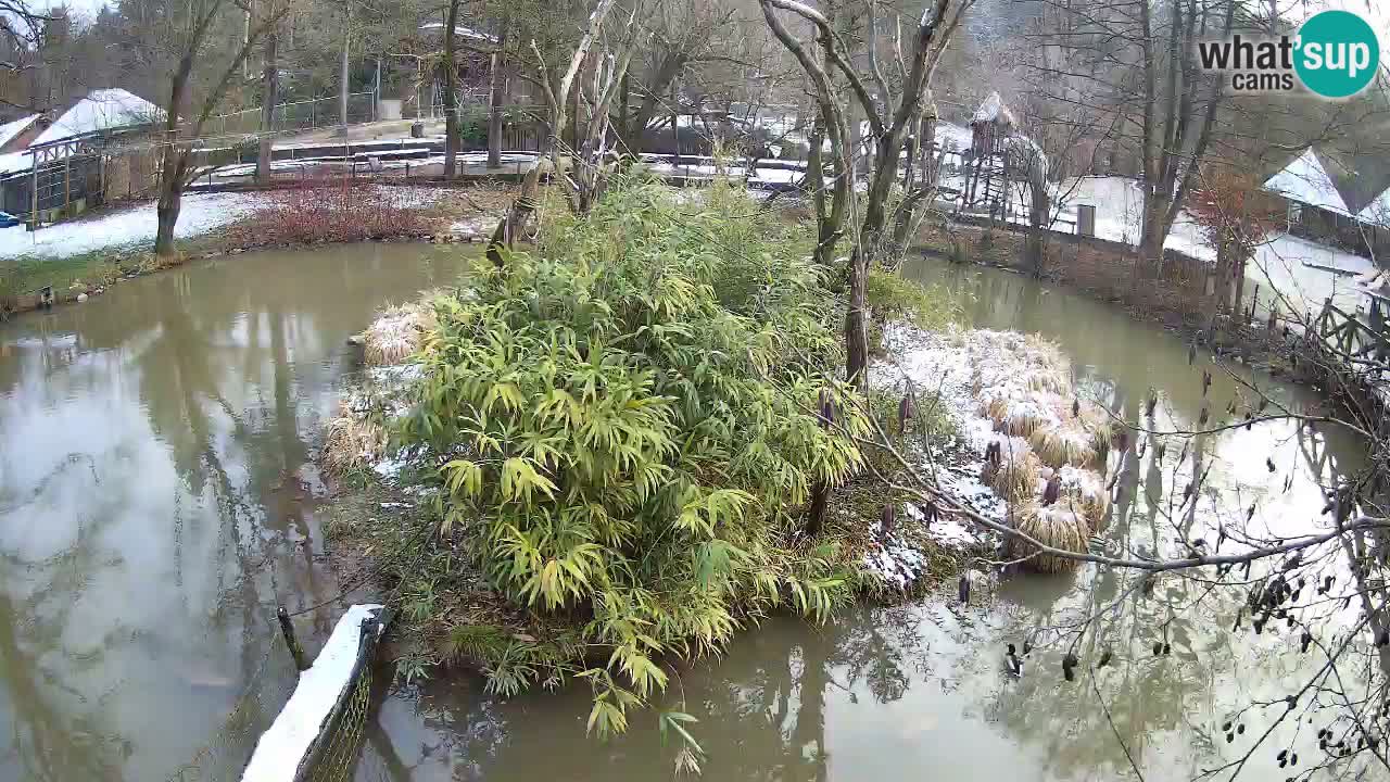 Gibbon à joues jaunes Zoo Ljubljana live cam