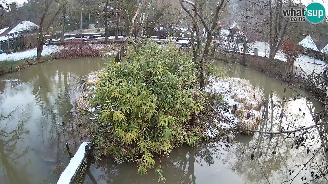 Südlicher Gelbwangen-Schopfgibbon Zoo Ljubljana webcam