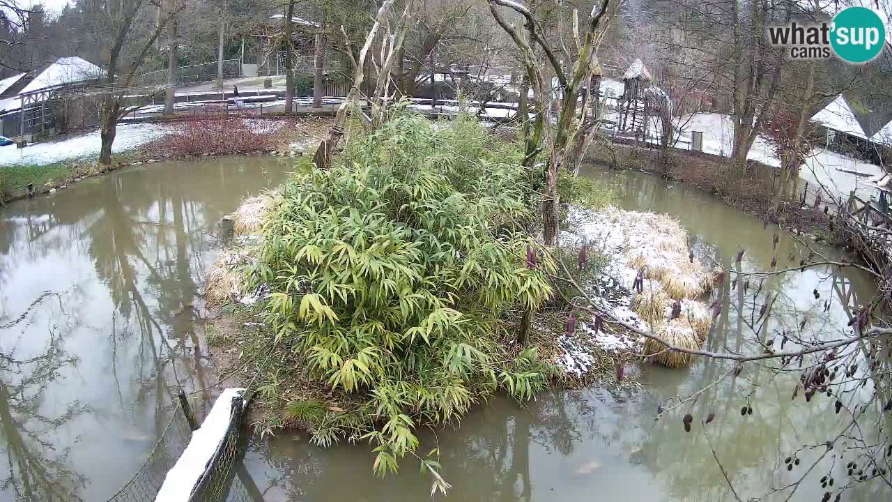 Gibbone dalle guance rosa nello ZOO di Ljubljana