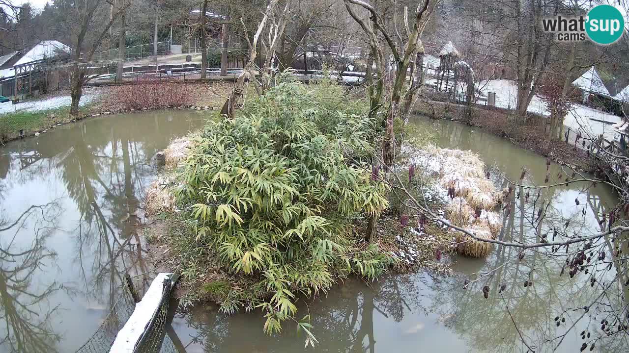 Südlicher Gelbwangen-Schopfgibbon Zoo Ljubljana webcam