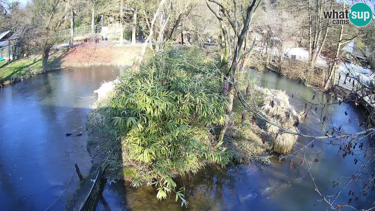 Südlicher Gelbwangen-Schopfgibbon Zoo Ljubljana webcam