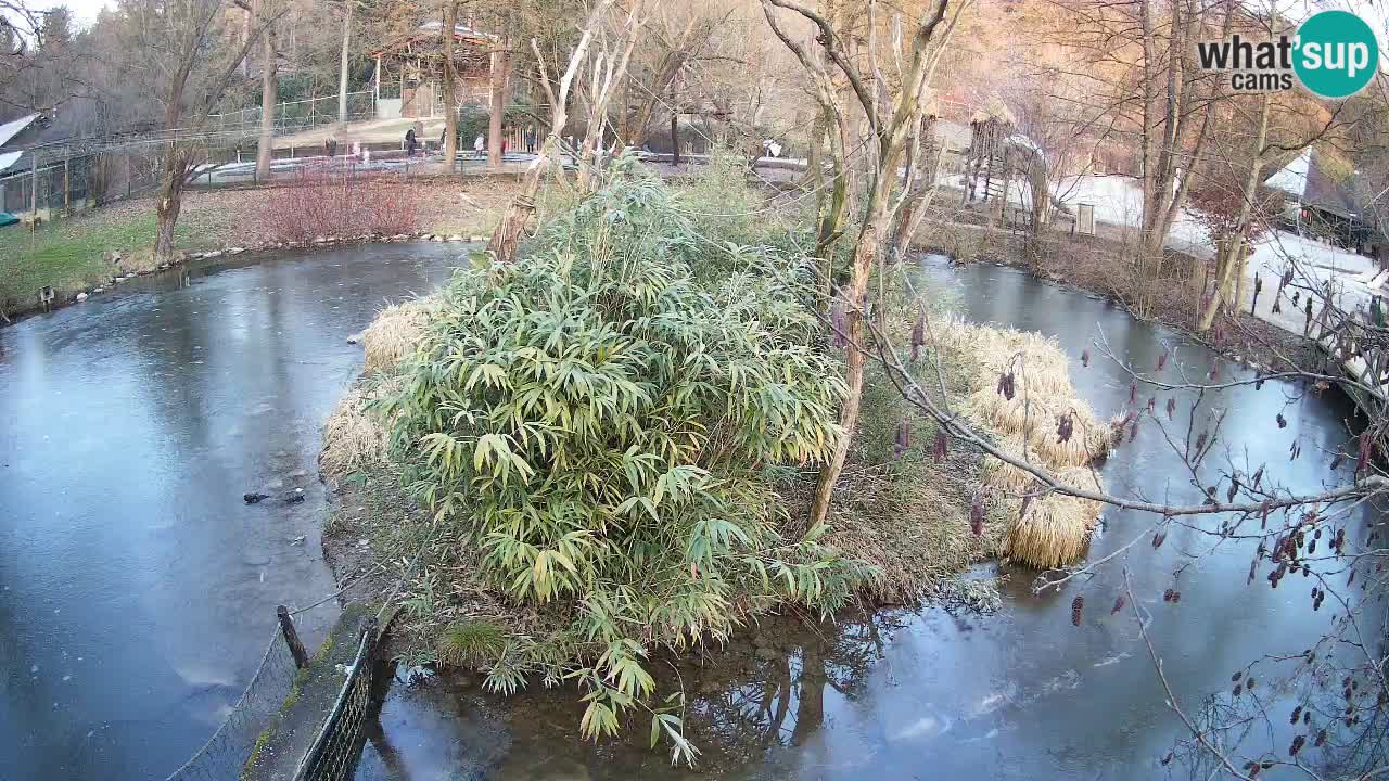 Gibon – Nomascus gabriellae – Zoo Ljubljana web kamera