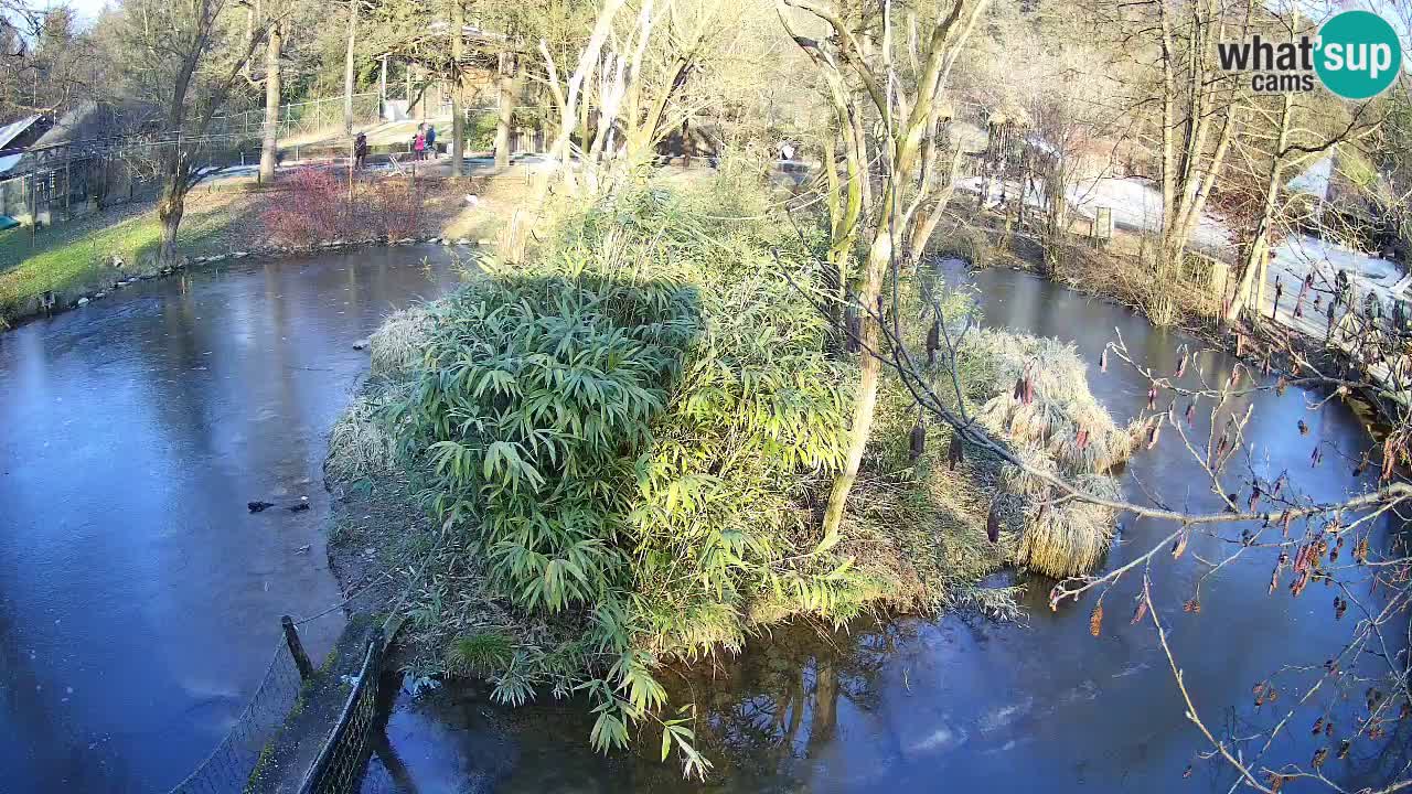 Gibon – Nomascus gabriellae – Zoo Ljubljana web kamera