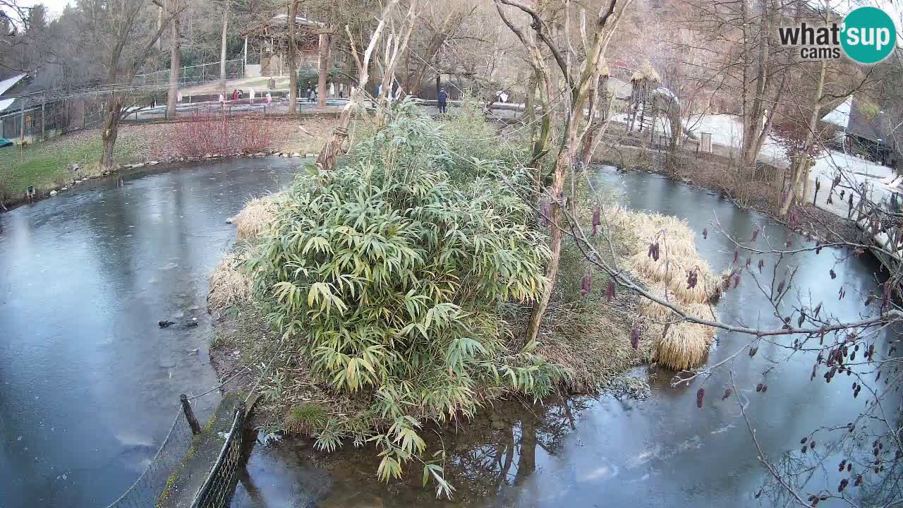 Gibón de mejillas beige Zoo Ljubljana