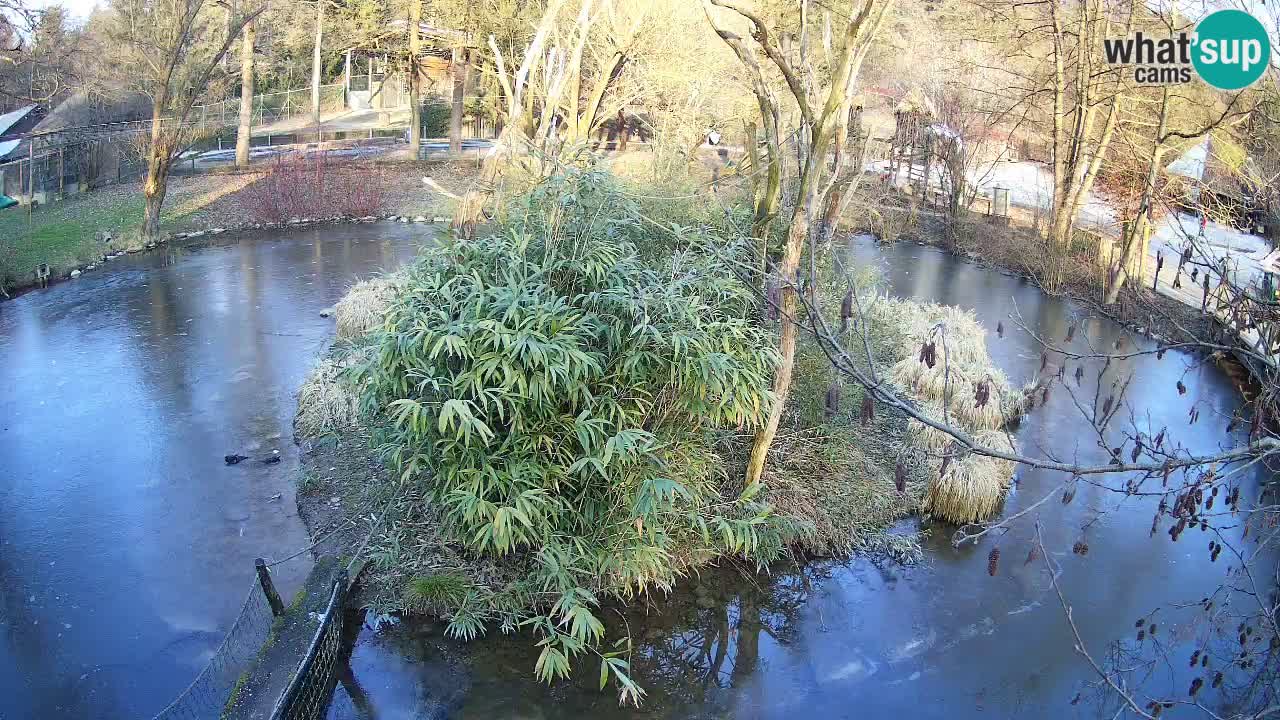 Gibon – Nomascus gabriellae – Zoo Ljubljana web kamera