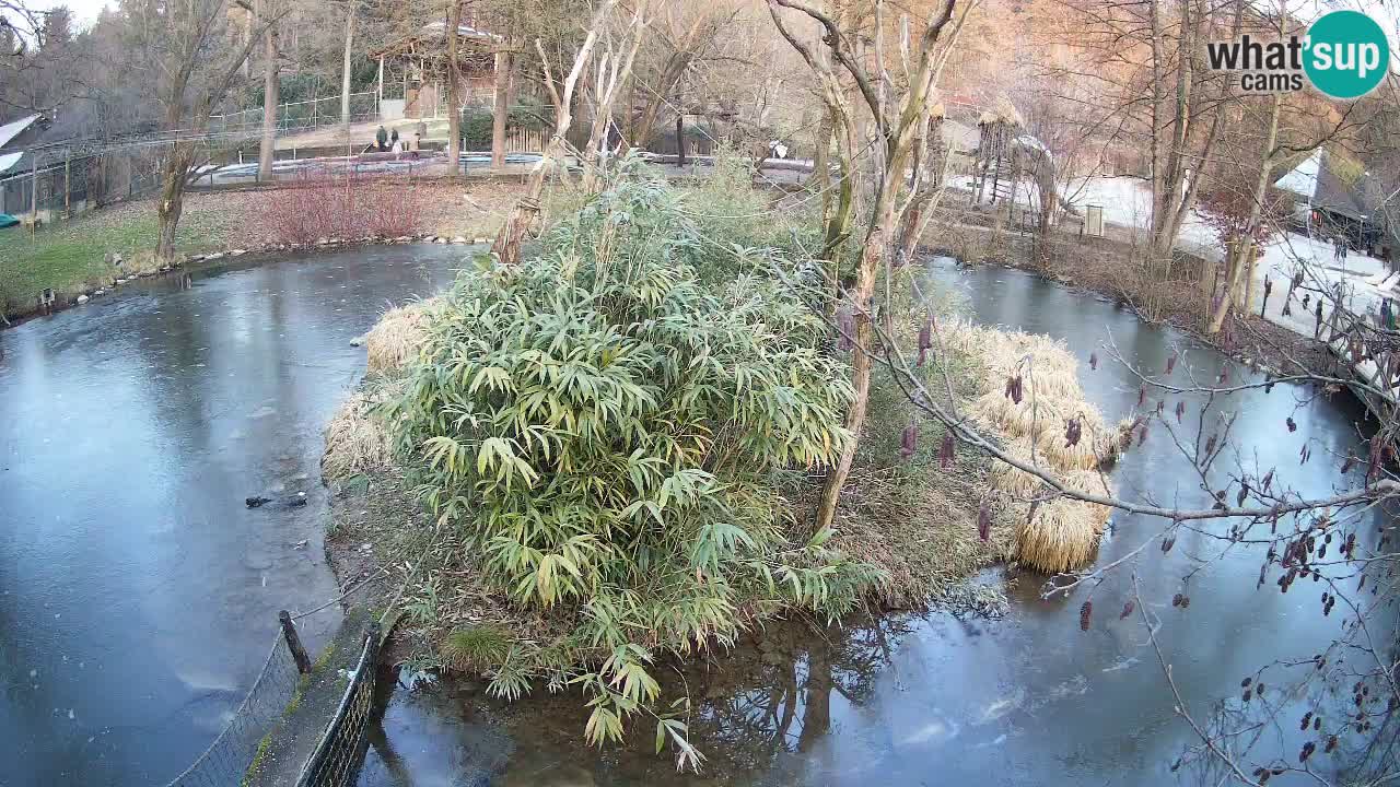 Gibon – Nomascus gabriellae – Zoo Ljubljana web kamera