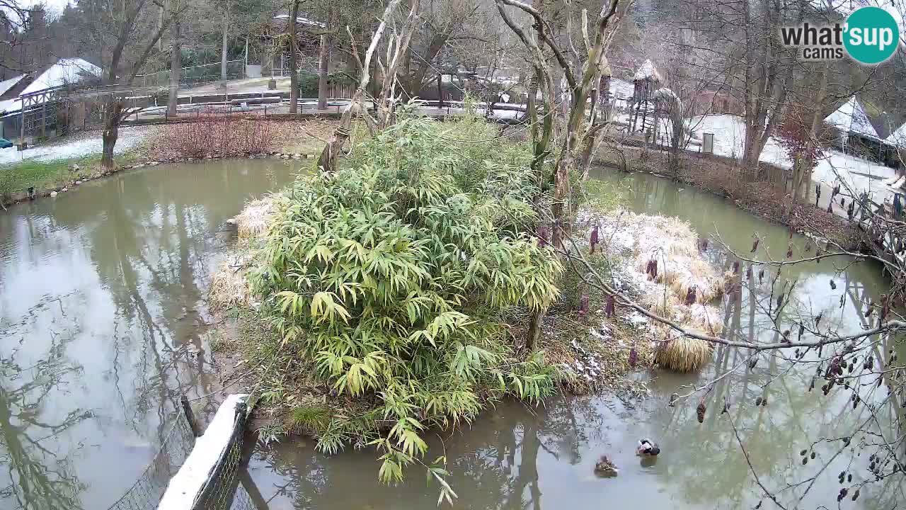 Gibbone dalle guance rosa nello ZOO di Ljubljana