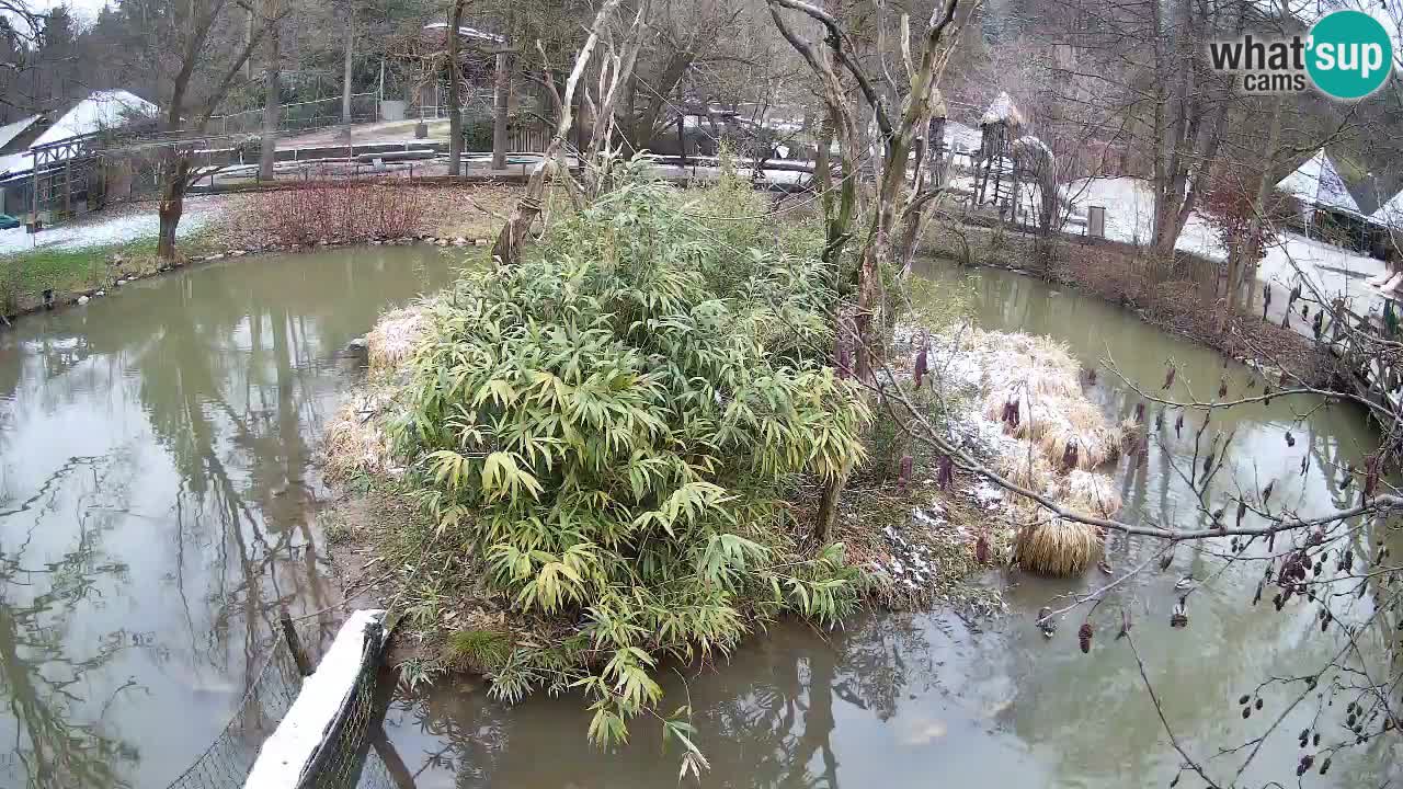 Südlicher Gelbwangen-Schopfgibbon Zoo Ljubljana webcam