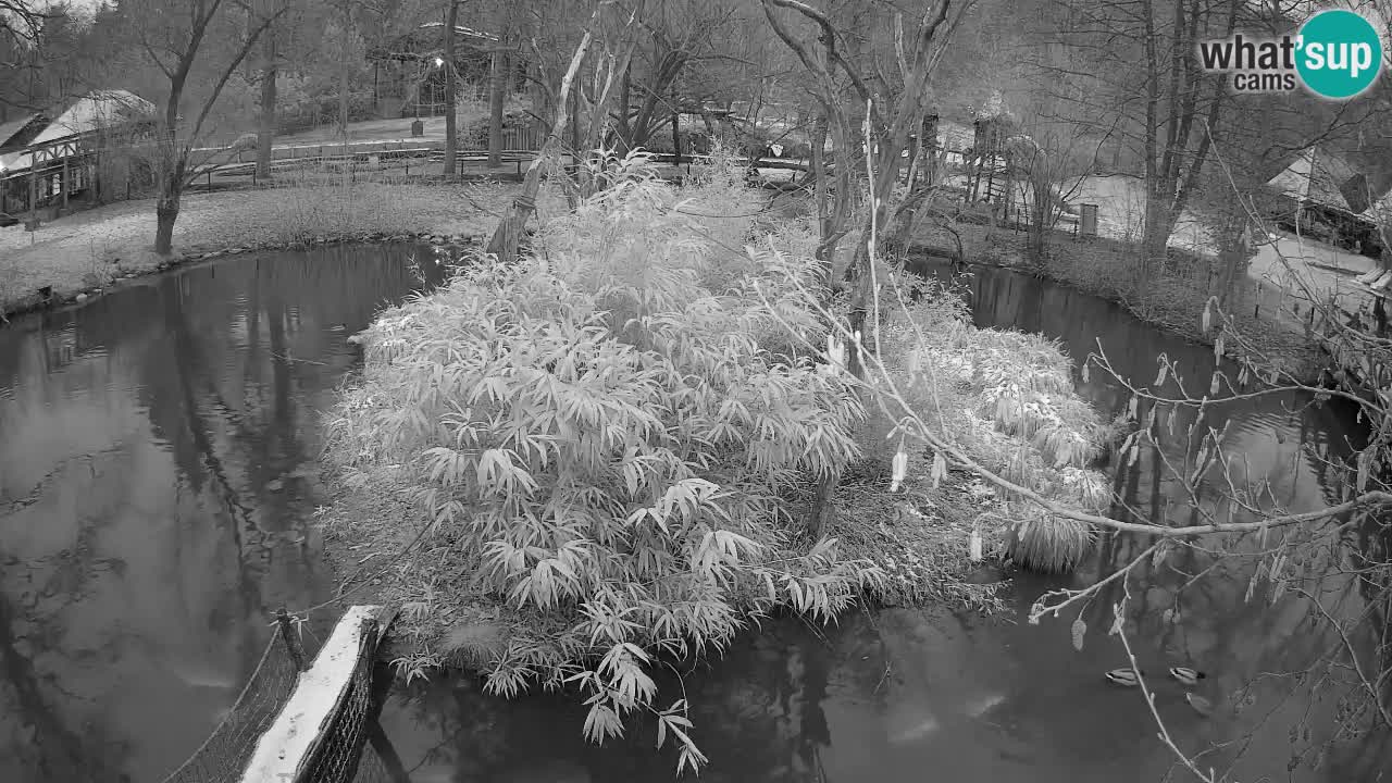 Südlicher Gelbwangen-Schopfgibbon Zoo Ljubljana webcam