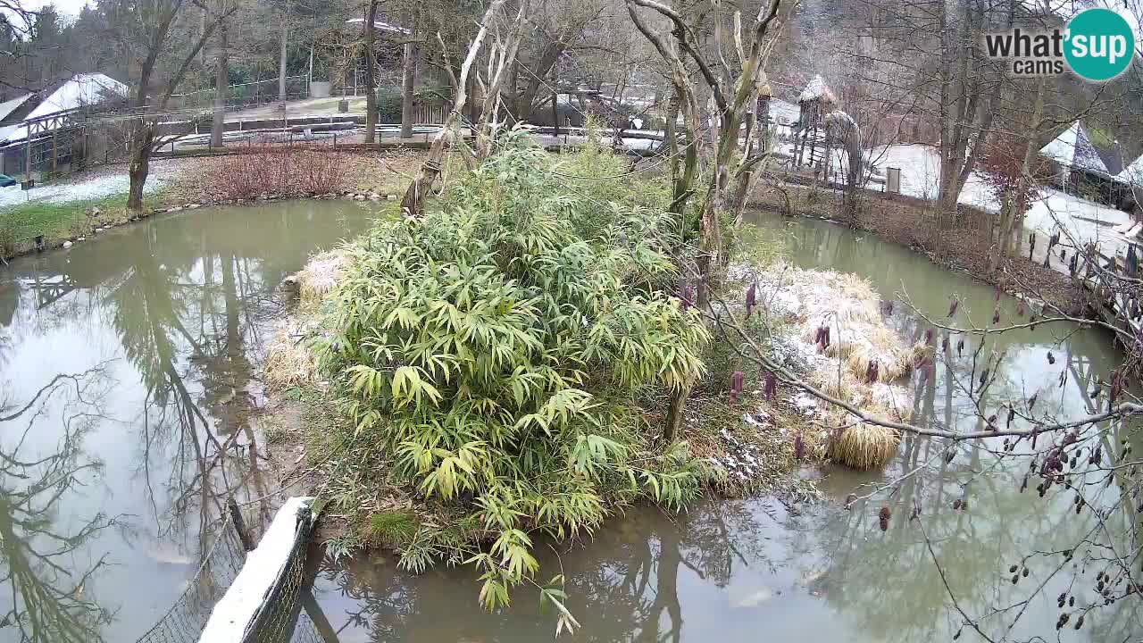 Gibbon à joues jaunes Zoo Ljubljana live cam