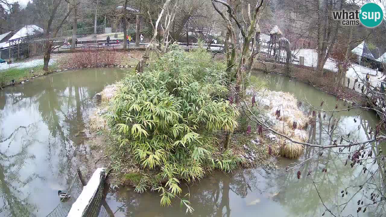 Gibbon à joues jaunes Zoo Ljubljana live cam