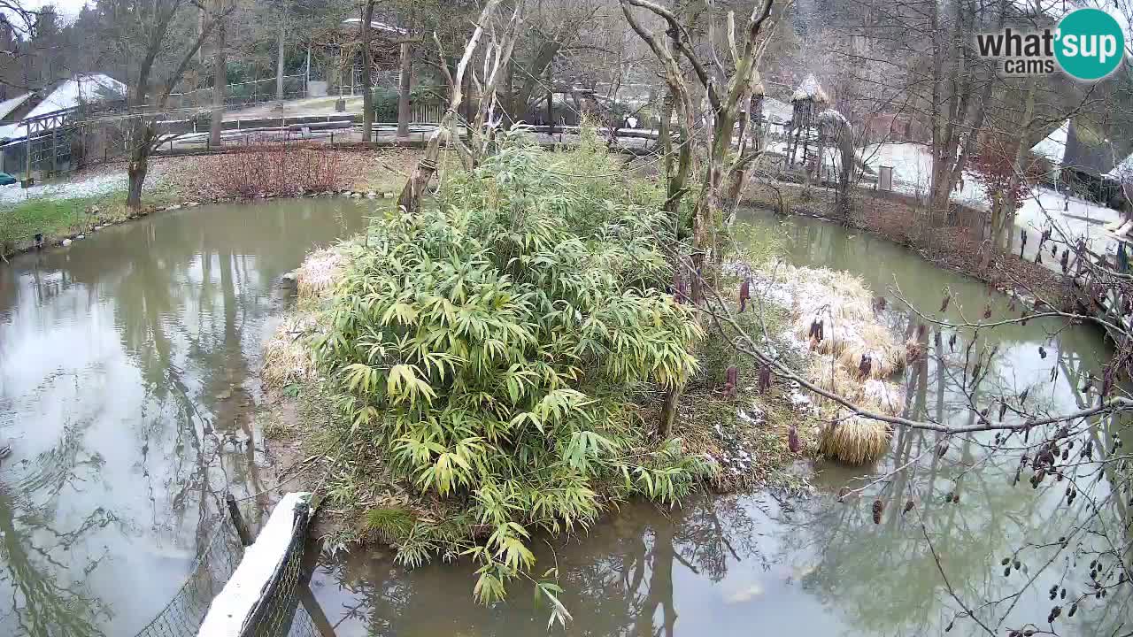 Gibbon à joues jaunes Zoo Ljubljana live cam