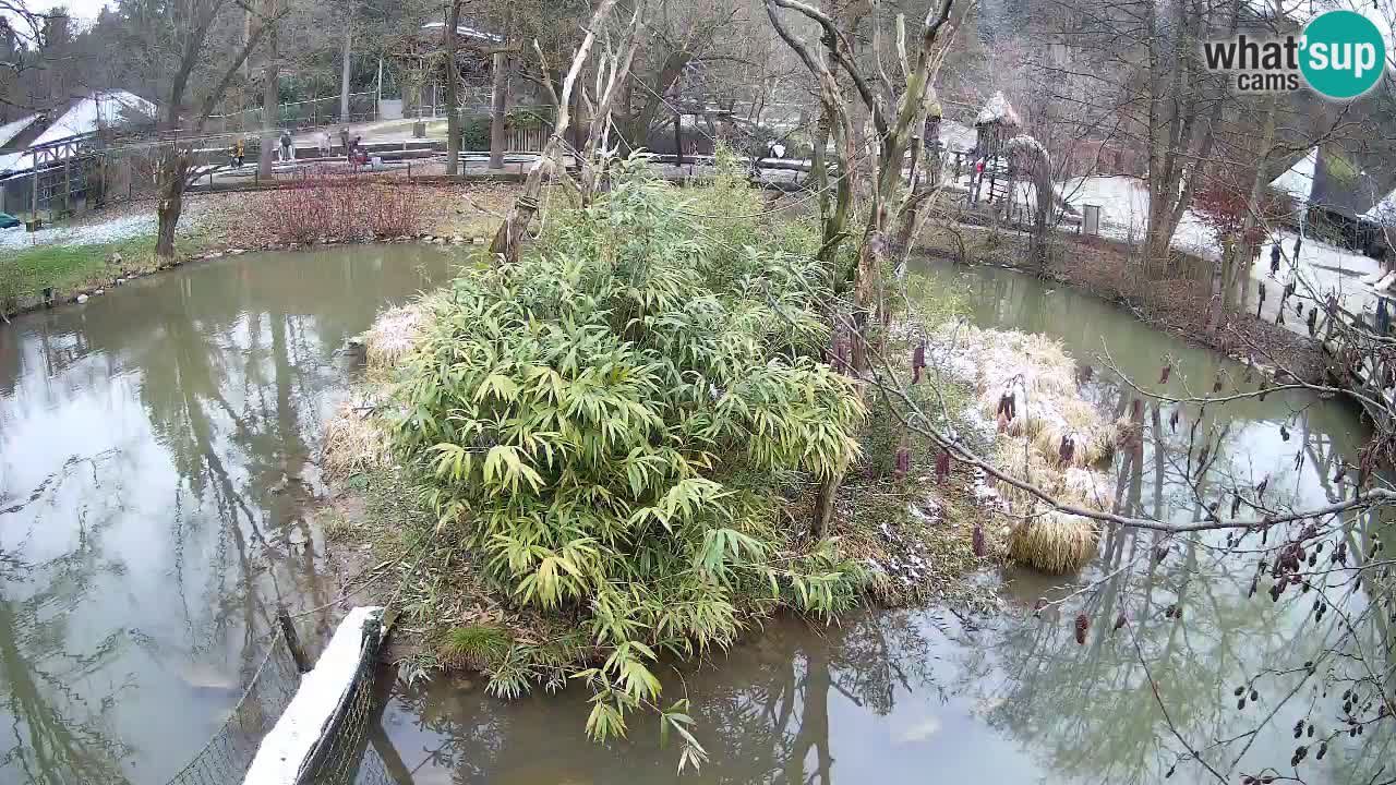 Gibon – Nomascus gabriellae – Zoo Ljubljana web kamera